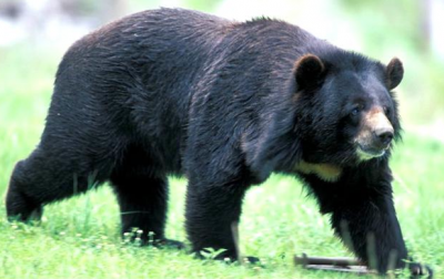 Белогрудый медведь